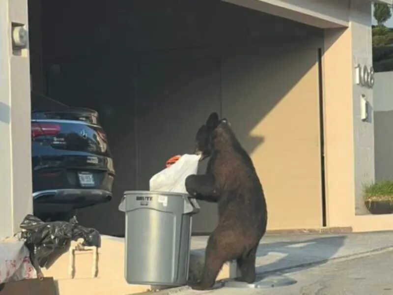  ¡ Un Oso ! Serenidad Si Te Encuentras Uno con estos consejos