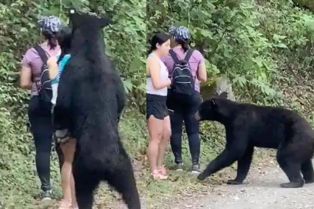  ¡ Un Oso ! Serenidad Si Te Encuentras Uno con estos consejos