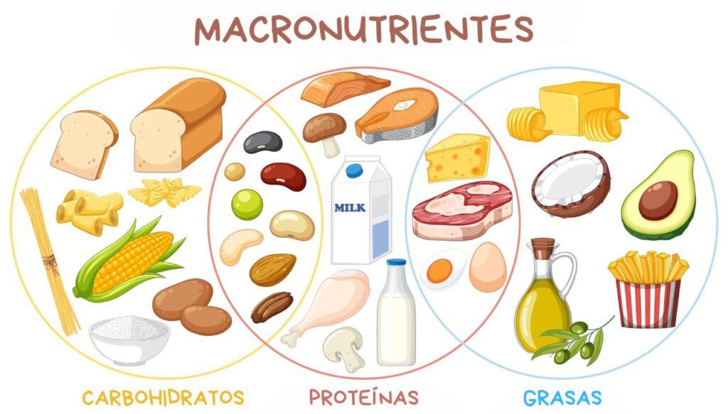 macronutrientes-1-1024x583 Alcanza una nutrición equilibrada para tu salud